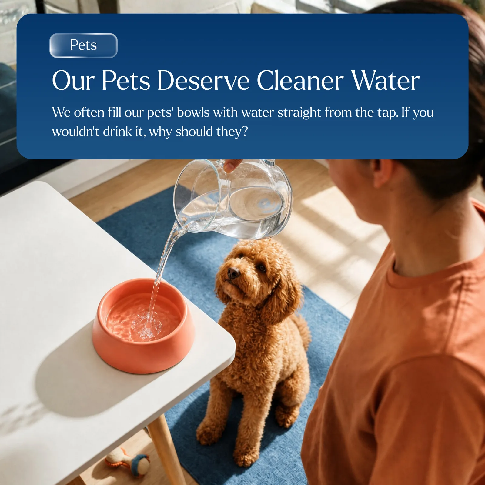 Our pets deserve cleaner water — filtered water poured into a dog’s bowl